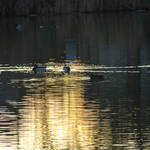 Ducks in Jan 2024
