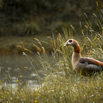Egyptian goose