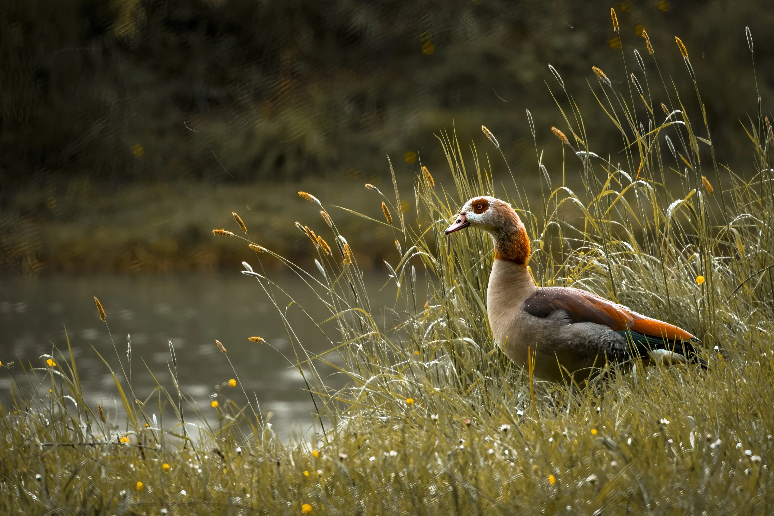 Egyptian goose