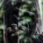 Gorilla at the zoo