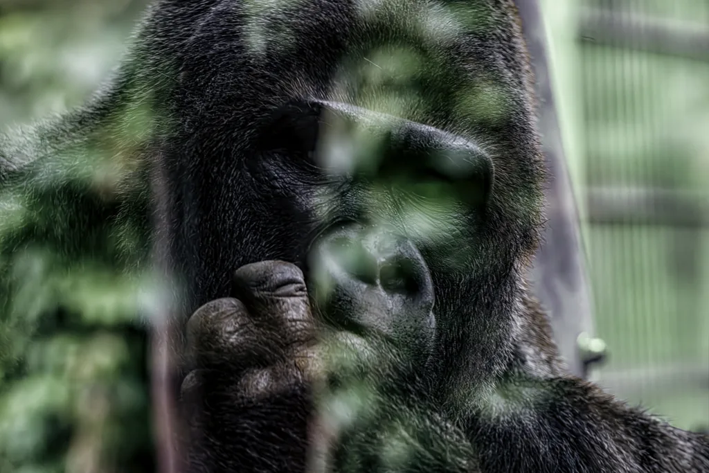 Gorilla at the zoo